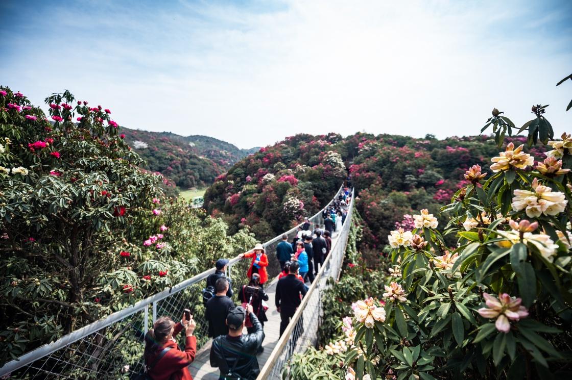 毕节市百里杜鹃景区天气预报更新