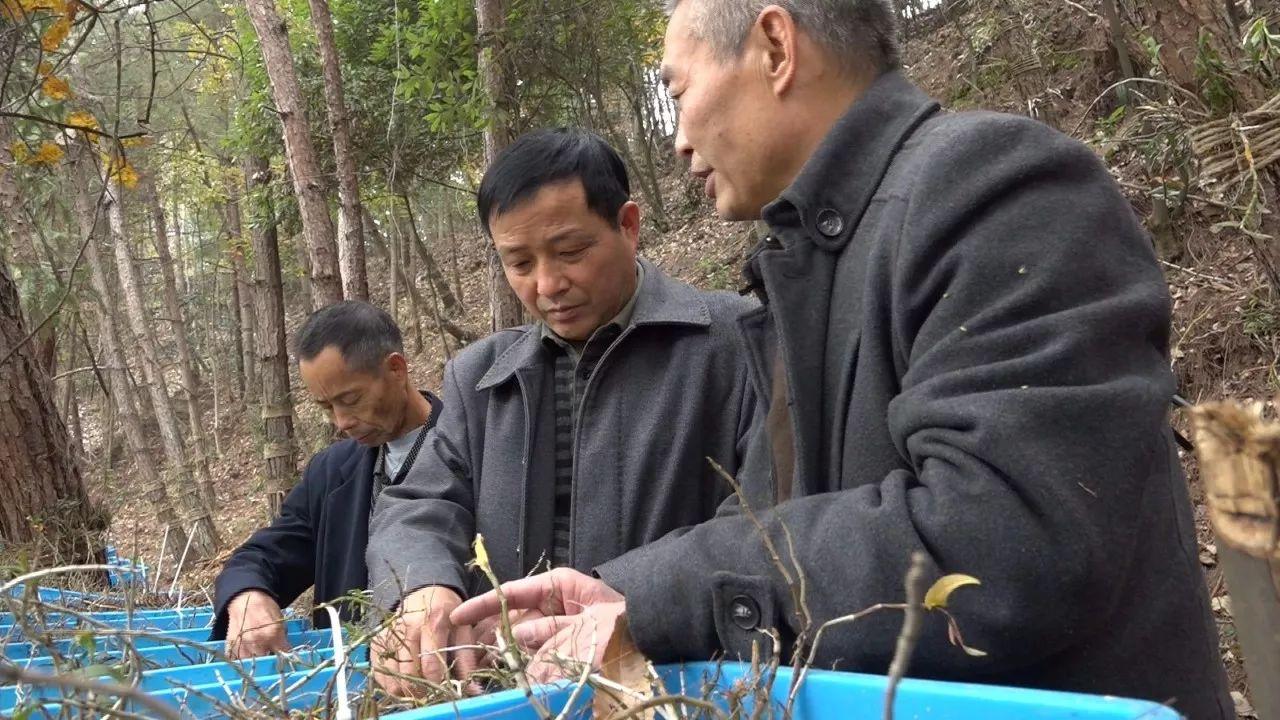 好地坪村委会乡村振兴与社区发展新篇章报道